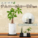 【ふるさと納税】観葉植物 セット パキラ チムニー サンスベリア バキュラリス トゥーリオ 消臭 グリーン キューブ 限定 ギフト お洒落