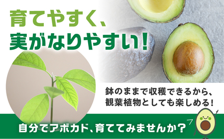 富永さんのアボカド苗 アボカド 苗 観葉植物 栽培 家庭栽培 サラダ 植物 グリーン 苗 ベーコン または メキシコ―ラ おまかせ 楽しみ 愛知県 豊橋市