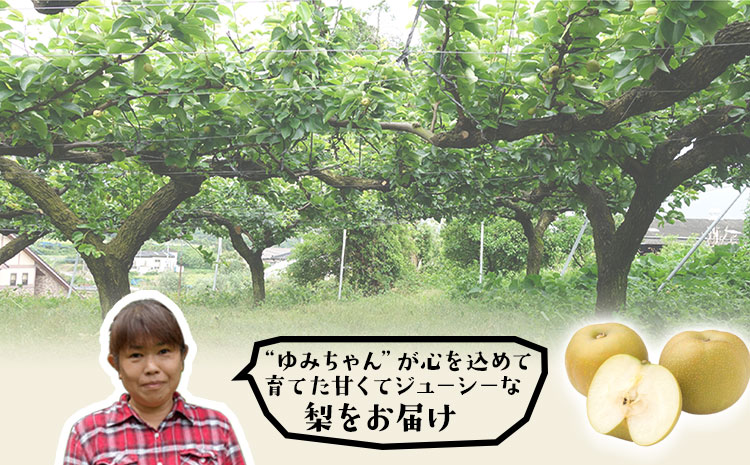 『ゆみちゃん農園』の玉東梨 約5kg 7玉-16玉前後 《2026年8月下旬-10月上旬頃出荷》熊本県玉名郡玉東町 梨 なし 果物 フルーツ 旬の梨