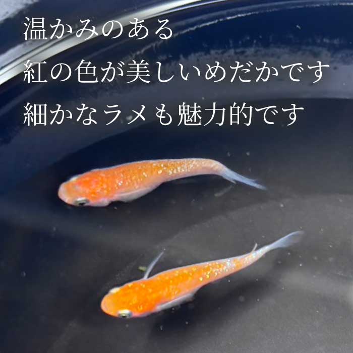 サンローズ 2匹（雄・雌 各1匹）めだか メダカ 飼育 生体 観賞魚 魚 ペット おまかせ ミックス おすすめ 水槽 インテリア 生物 鑑賞 熱帯魚 アクアリウム 熱帯 淡水魚 243009