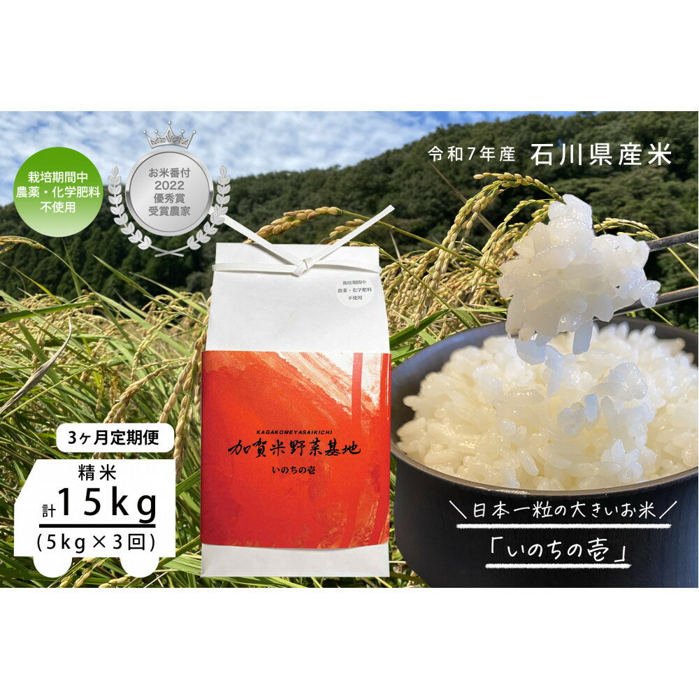 【ふるさと納税】《令和7年産 新米》【3ヶ月定期便】【お米番付優秀賞受賞農家】日本一粒の大きいお米『いのちの壱』白米5kg×3回 | 金沢市 お米 いのちの壱 おすすめ 人気 送料無料
