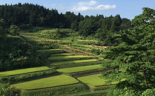 私たちが栽培している若栃の棚田です。