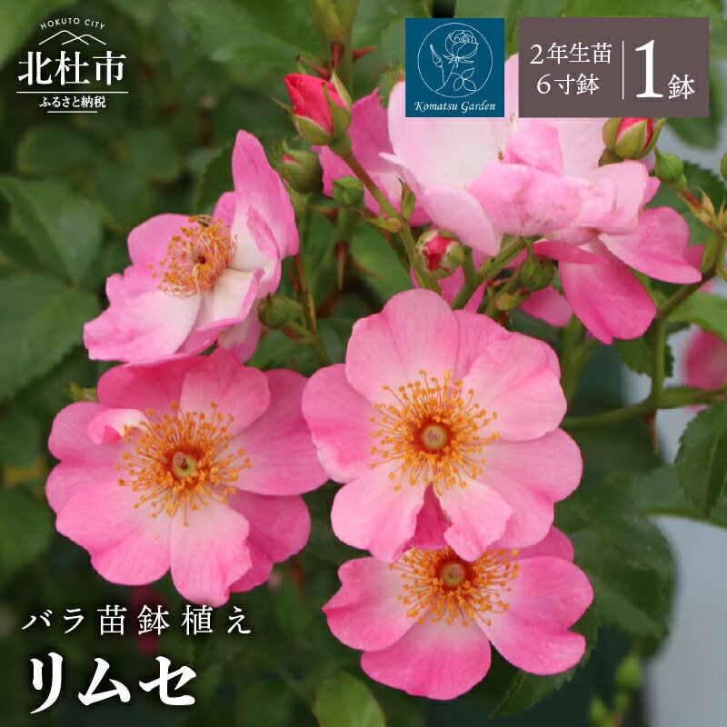 【ふるさと納税】 バラ 苗 鉢植え リムセ 【2027年2月以降発送】 ノイバラ台木 1鉢 6寸鉢 2年生苗 花 四季咲き 微香 半横張り性 鉢栽培 ガーデニング 初心者 育て方ガイド同梱 母の日 父の日 誕生日 新築祝い 記念樹 コマツガーデン 送料無料
