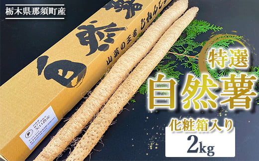 
            那須町産 自然薯 2kg 化粧箱入り ◇｜贈り物 とろろ とろろご飯 山芋 健康 国産 産地直送 那須 栃木県 那須町〔P-352〕
          