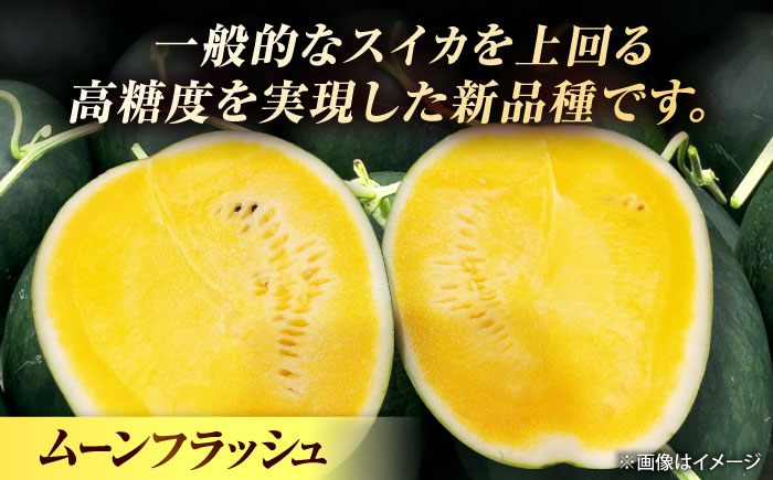 【先行予約】 ＼TVで話題／ ムーンフラッシュ 黄色 スイカ 大玉 1玉 約 8kg すいか 西瓜 熊本県産 産地直送 農家直送 熊本 くまもと 山鹿 【きもと農園】[ZFQ005]
