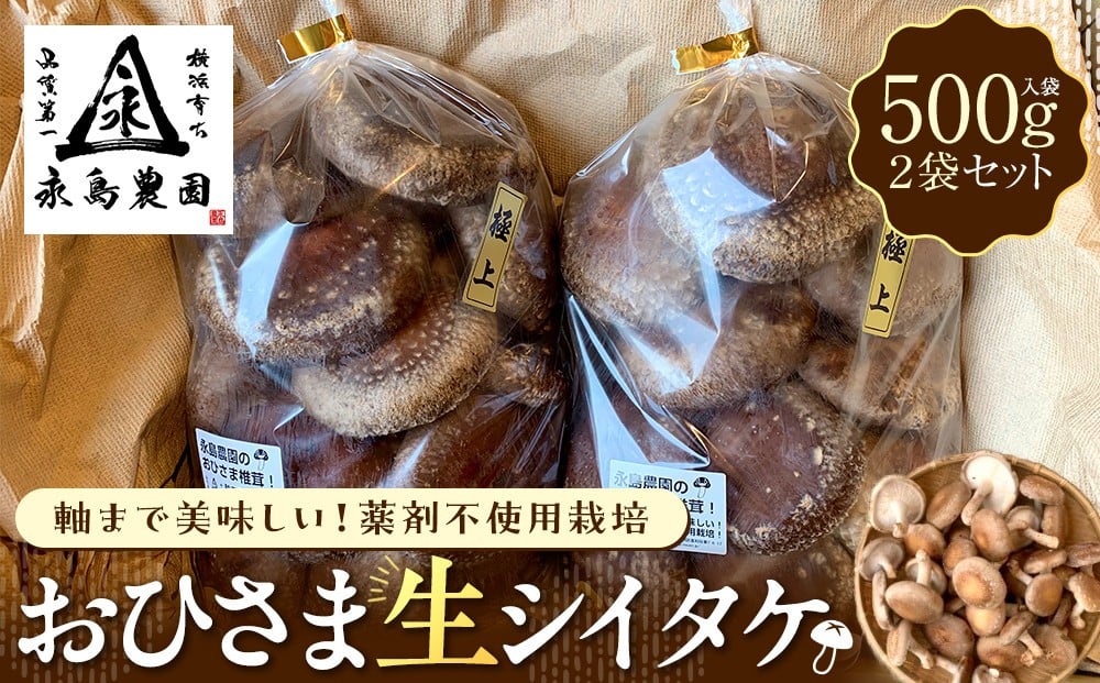 
            永島農園 おひさま生シイタケ500g入り袋×２袋セット【10月下旬から発送】
          