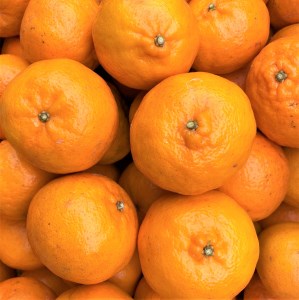 【先行予約】<訳あり> ぽんかん   5kg 高糖度 みかん 柑橘 高知 土佐清水 甘い ジューシー 完熟 フルーツ 果物 ビタミンC 旬 M～2Lサイズ 減農薬 産直 季節限定 家庭用 自宅用【R0