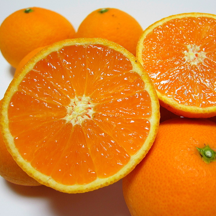 【先行予約】【春の美味】【農家直送】濃厚清見オレンジ（ご家庭用）約2.5kg(2.4kg+100g(痛み補償分)) ※2026年2月下旬～3月下旬頃に順次発送予定 ※北海道・沖縄・離島への配送不可