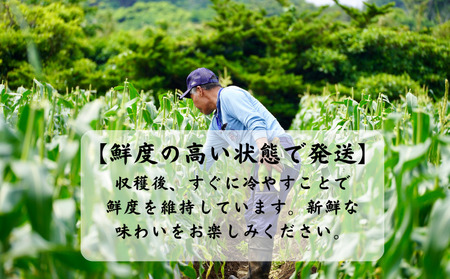 種子島 産 朝どれ とうもろこし ホワイトコーン (15～18本)　NFN618【400pt】 ホワイトコーン トウモロコシ 人気 期間限定 朝獲れ 新鮮 数量限定 甘み 柔らかい ジューシー 冷蔵便