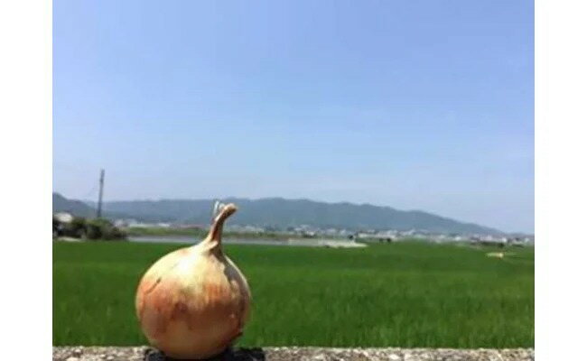 【ふるさと納税】淡路島の農家の嫁から「完熟玉ねぎ 晩生 5kg」◆配送6月中旬〜