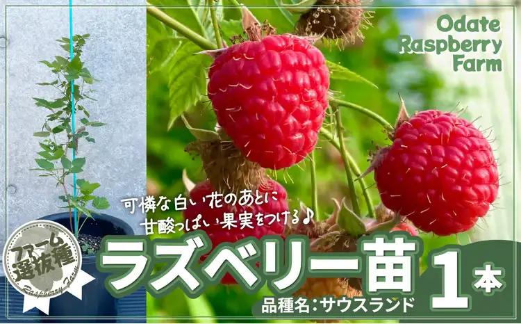 ラズベリー苗（品種名：サウスランド）　150P7803【おおだてラズベリーファーム】