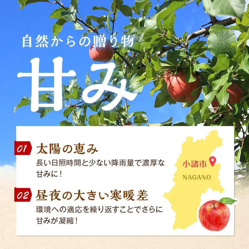 りんご サンふじ 小玉 約10kg 林檎 リンゴ