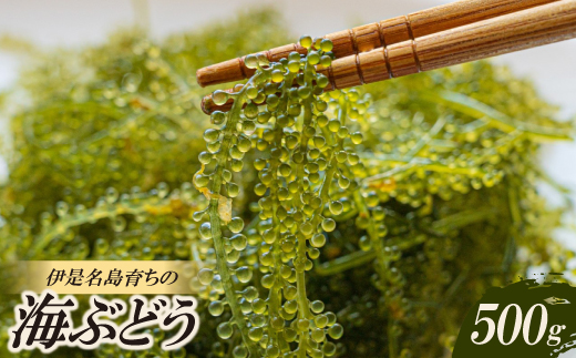 伊是名島育ちの海のグリーンキャビア 海ぶどう 500g【1660058】