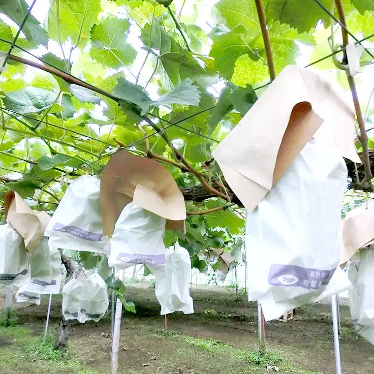 巨峰 約1.2kg (桜川市・石岡市共通返礼品）2026年8月下旬発送開始 開田ぶどう園 産地直送 フルーツ 甘い 直送 茨城 限定 ぶどう 巨峰 果物 [DO001sa]