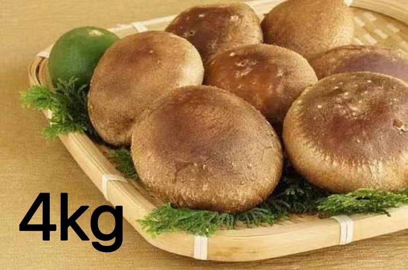 【一週間以内に発送】生しいたけ　肉厚シイタケ　無農薬　菌床栽培　4kg【ハタモト農産】_AS1004-00