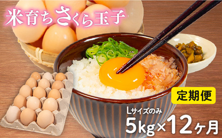 定期便 卵 5kg × 12ヶ月 割れ補償 5個 Lサイズ のみ 約 75個 × 12回 定期便 国産 米育ち さくら玉子 さくら卵 鶏 さくら コク 濃い 卵黄 風味 とれたて 生 たまご 地産地消  国産鶏 玉子 産みたて 新鮮 黄身 卵 かけ ご飯 たまご かけ ごはん 玉子 丼  卵 焼き すき焼き 目玉 焼き 玉子 スープ 茶碗蒸し ゆで たまご サンド 大容量 滋賀県 竜王町