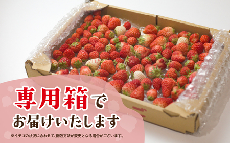 ブランドイチゴ たっぷり 約2kg 訳あり (約250g×8パック) 詰め合わせ イチゴ 甘いイチゴ 農家直送イチゴ ブランドイチゴ 愛知県 イチゴ