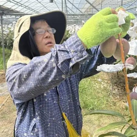 【2026年7月から順次発送・化粧箱】中城果樹園の完熟マンゴー 秀品1.0kg(2～3玉)【配送不可地域：離島】【1673411】