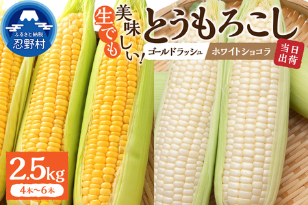 【2026年先行予約】富士北麓忍野村の気候、水、自然で作られた朝採りトウモロコシ（ゴールドラッシュ・ホワイトショコラ）詰め合わせセット（約2.5kg）