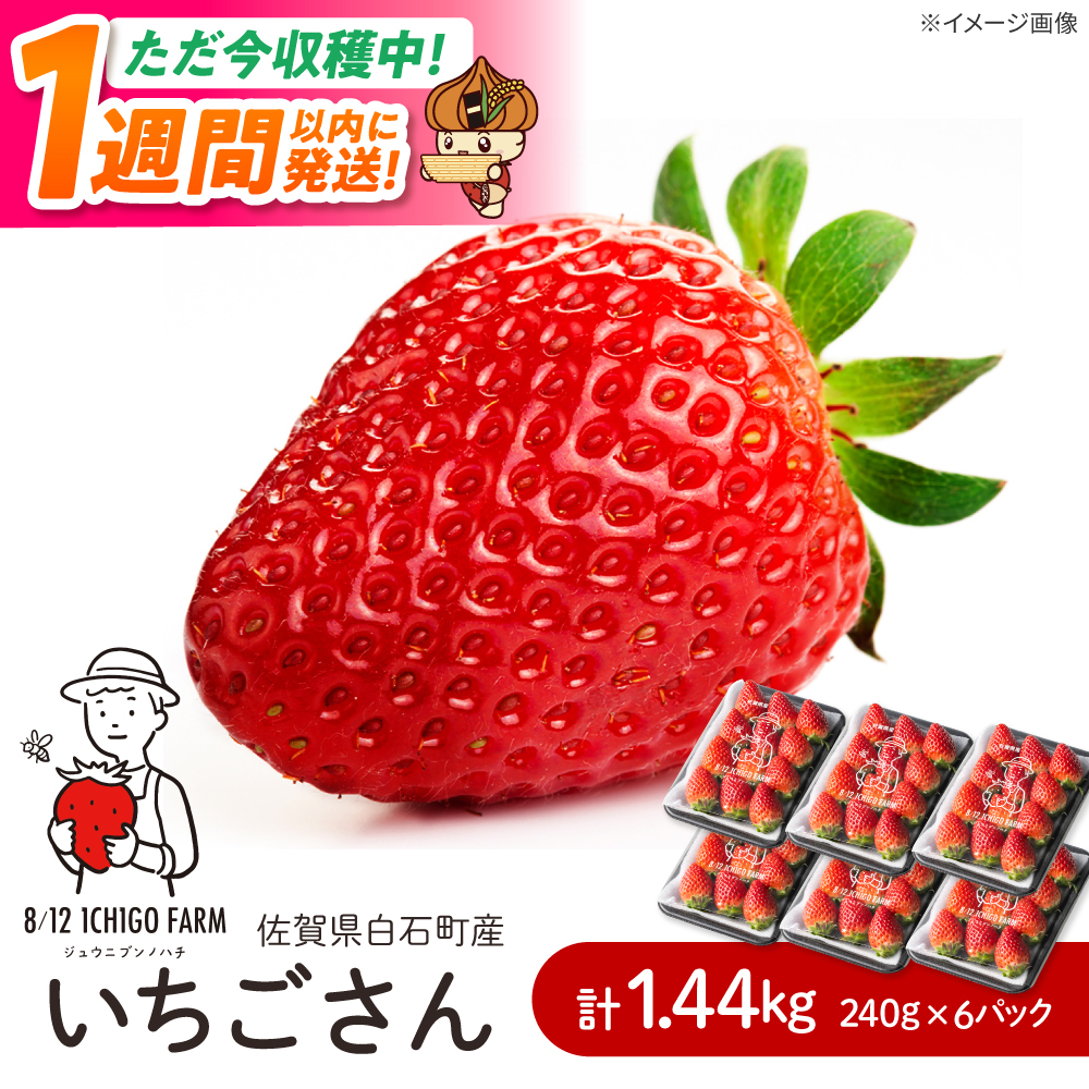 【スピード発送】いちごさん 240g×6パック 【8/12ichigofarm】 [IBR007]