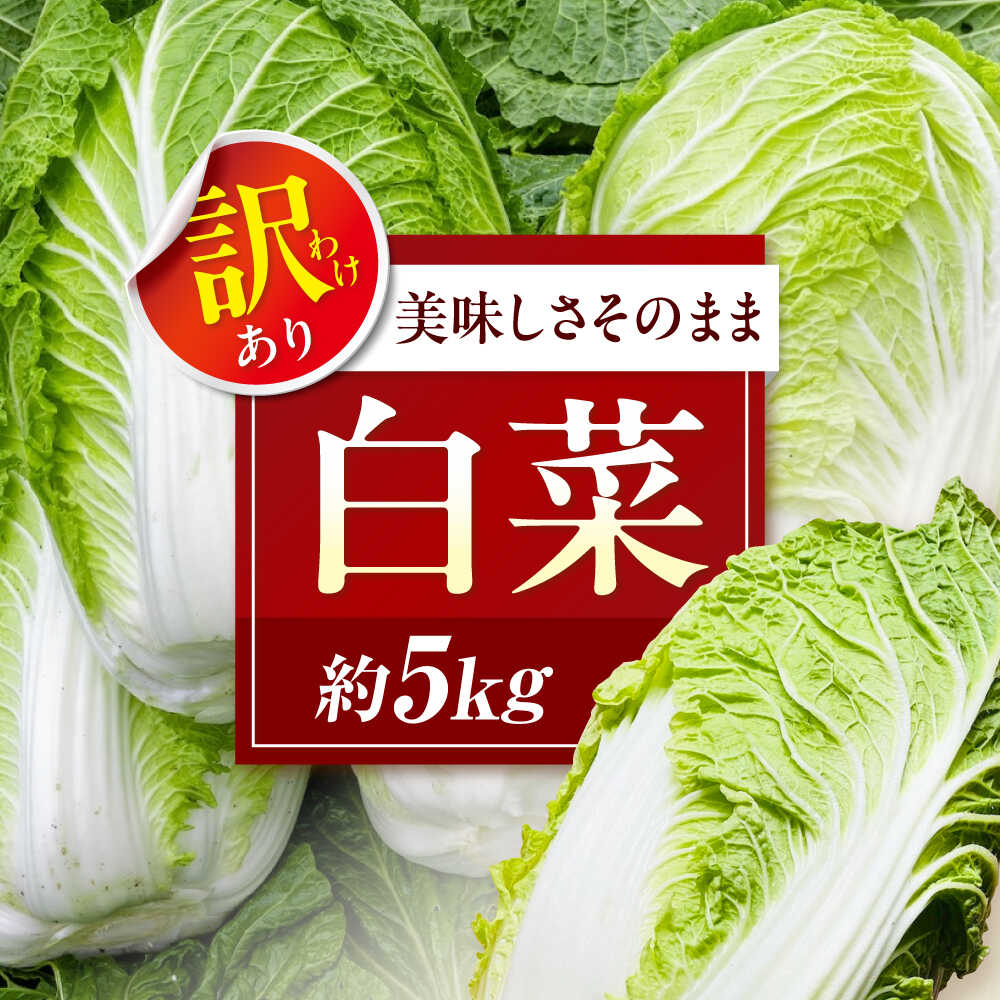 【ふるさと納税】白菜 【先行予約】【12月上旬から順次配送】や！サライ 訳あり白菜 約5kg（3玉から4玉） 人気 おすすめ はくさい ハクサイ 野菜 やさい 新鮮 国産 鍋物 炒め物 漬物 冬野菜 家庭用 訳あり 訳アリ 愛媛県大洲市/農事組合法人やさらい[AGEK001]
