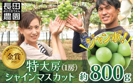 【2024年先行予約】特大房！ みなさんの応援から大きく実った特大シャインマスカット 約800g以上（1房）【数量限定】 フルーツ 果物 長田農園 産地直送 甘い ご褒美 プレゼント 美容 健康 リピート多数 人気 高評価 碧南市 H004-152