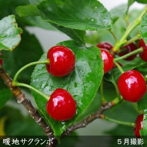 ＜すだ農園＞2年生 苗木 ◇暖地さくらんぼ [地中ポット苗 2024年] ※2025年12月上旬～2026年5月下旬頃に順次発送 ※北海道・沖縄・離島への配送不可