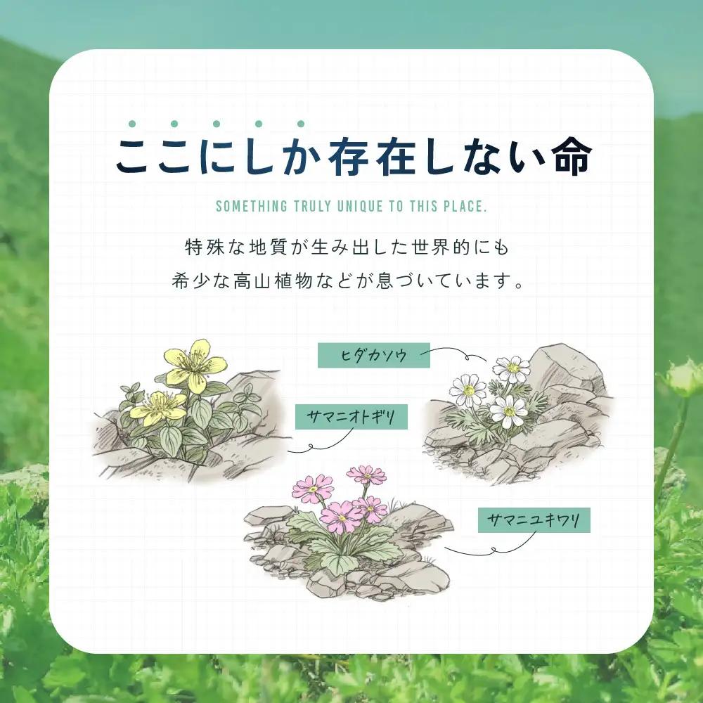 【返礼品なし】アポイ岳ファンクラブ自然保全活動応援　500,000円