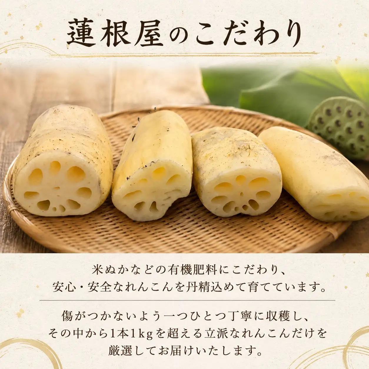 蓮根 丸1本