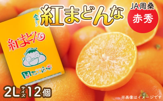 【先行予約】 周ちゃん広場より発送 「 紅まどんな 」 （赤秀　2Lサイズ12個入り）　2024年12月発送  紅まどんな 柑橘 かんきつ