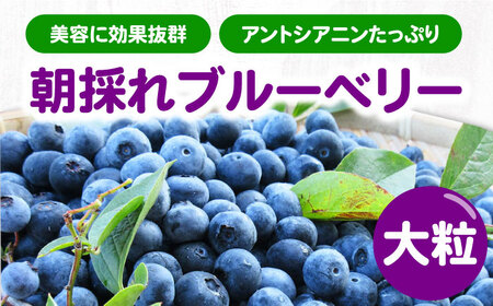 対馬産朝採れブルーベリー (青果) 600g 《対馬市》【さほの里ファーム】島 フルーツ 果物 生食 新鮮 朝食[WBG006] コダワリブルーベリー こだわりブルーベリー おすすめブルーベリー おス