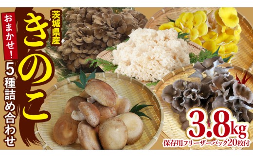 きのこ 5種 詰め合わせ 約3.8kg 【 保存用フリーザーバック 20枚付き 】 大容量 キノコ 舞茸 あわび茸 たもぎ茸 しいたけ 花びら茸 セット 鍋 炒め物 （AU005）