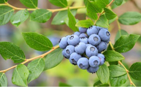 【先行予約 令和8年度発送】山形県産 ブルーベリー 100g×4パック M～Lサイズ FSY-2401