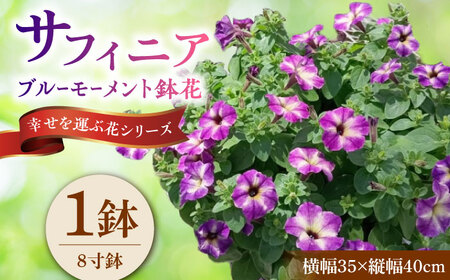 【4月末より順次発送】 サフィニア ブルーモーメント 鉢花　/ 瑞浪市 中山園芸 花 お花 お祝い 鉢植え 生花 ギフト プレゼント フラワー[AZDC008]