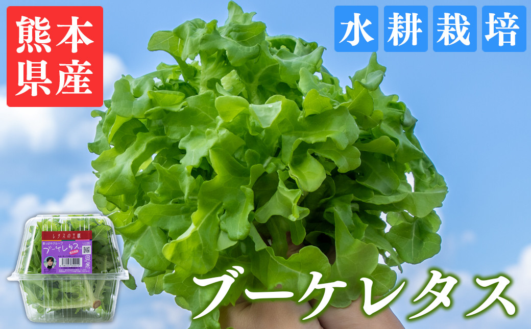 
            ブーケレタス 熊本県産 水耕栽培 選べる 内容量 定期便
          