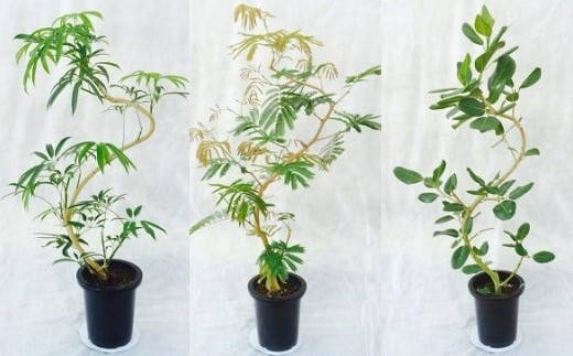 観葉植物 曲りシリーズ 8号鉢 1鉢 高さ110～130cm 直径24cm 大型観葉植物 アンガスティフォリア・エバフレッシュ・ベンガレンシスからおまかせ 曲がり樹形 自然な曲線美 インテリアグリーン 鉢植え リビング・玄関・オフィス 一点ものの樹形 貴宝園 埼玉県白岡市 生産者直送