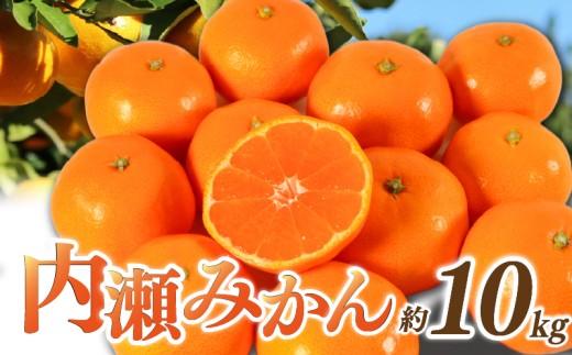 先行予約 みかん 温州みかん 約10kg 数量限定 期間限定 内瀬みかん アサヒ農園 柑橘 蜜柑 フルーツ 果物 くだもの 国産 ブランド 三重県 伊勢 志摩 南伊勢町 26000円
