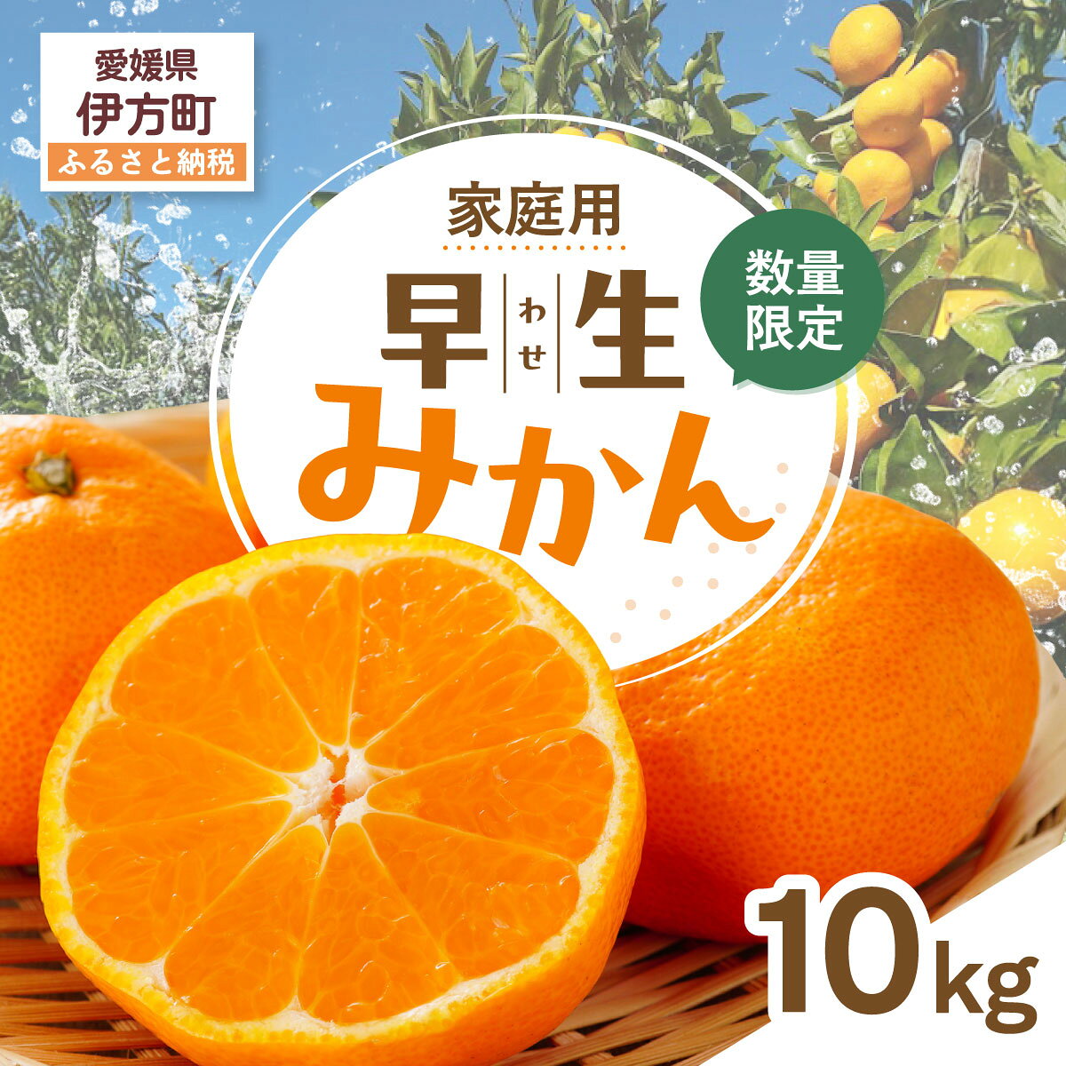 【ふるさと納税】【先行受付】【数量限定】【家庭用】早生みかん（生果）10kg（2026年11月上旬頃より順次発送）【ふるさと納税 人気 おすすめ ランキング 柑橘 みかん ミカン 早生みかん 蜜柑 果物 生果 フルーツ 家庭用 Y.ONE農園 愛媛県産 愛媛県 伊方町 送料無料】IKTQ014