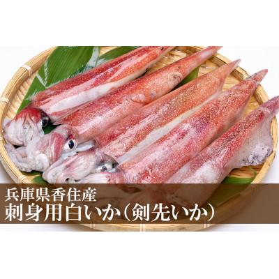 ふるさと納税 香美町 刺身用白いか(剣先いか)(令和7年6月下旬以降の発送)