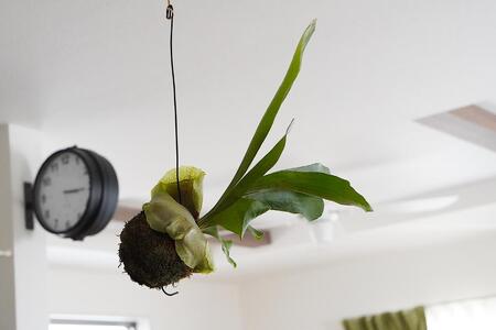 コウモリラン（ビカクシダ） 苔玉 インテリア 緑 グリーン 植物 簡単 初心者 かわいい 自然 おしゃれ 送料無料 Green Walk グリーンウォーク 愛知県 豊橋市