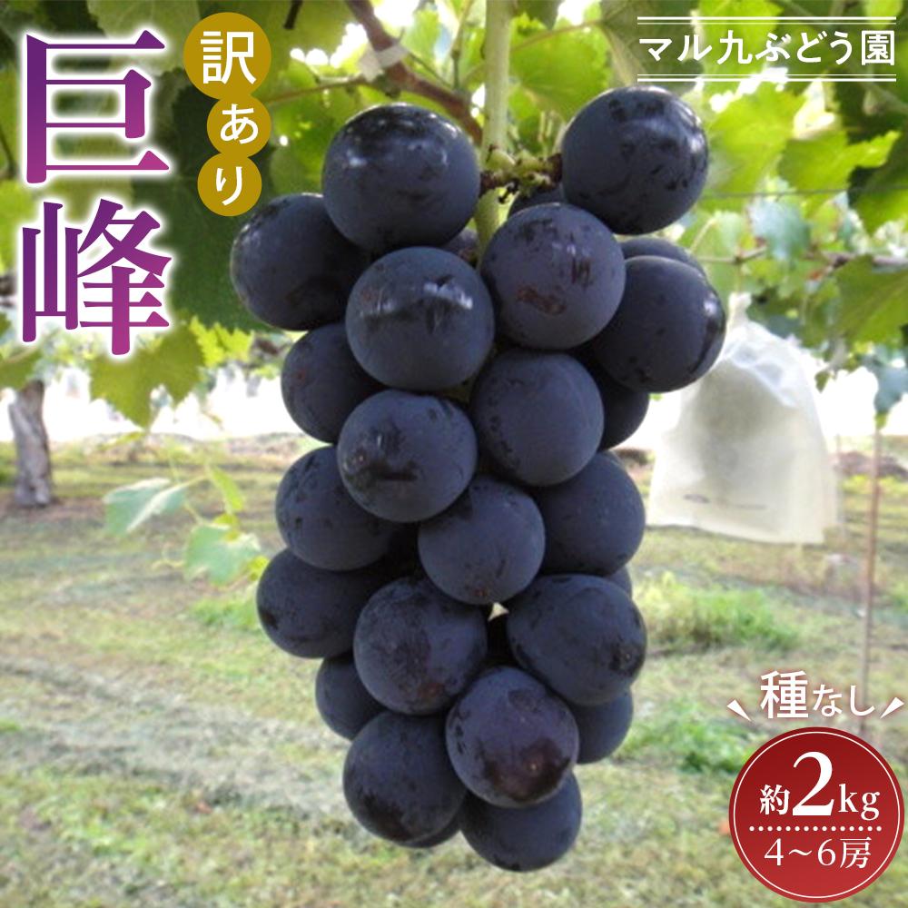 【ふるさと納税】【先行予約】【訳あり・数量限定】 巨峰（種なし）約2kg 〔2025年8月上旬より順次発送〕 | ぶどう フルーツ 果物 くだもの 食品 人気 おすすめ 送料無料
