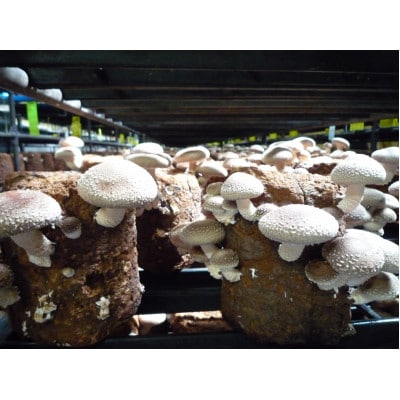 生しいたけ【配送不可地域:離島】【1265580】