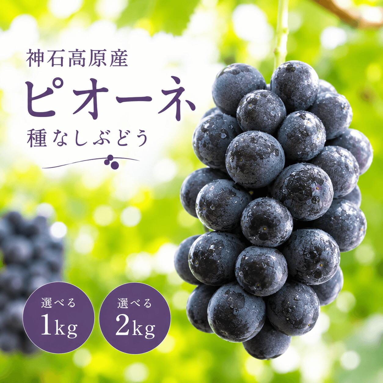 【ふるさと納税】 ★厳選ピオーネ★ 選べる容量 1kg 2kgふるさと納税 フルーツ ぶどう 果物 送料無料 広島県産 2026 旬 大粒 高級 ブドウ 葡萄 神石高原町 ふるさと納税 【 2026年発送 】