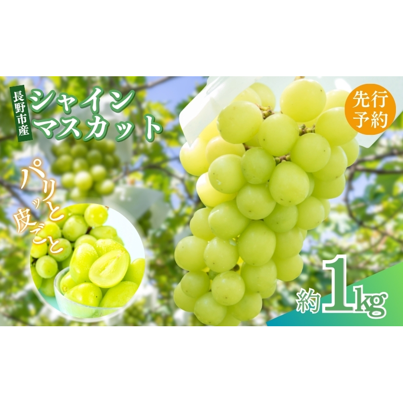 ぶどう 先行予約 長野市産 シャインマスカット 約1kg 2025年9月下旬より順次発送 葡萄 ブドウ フルーツ 果物 シャイン マスカット デザート おやつ 信州 オンライン決済限定