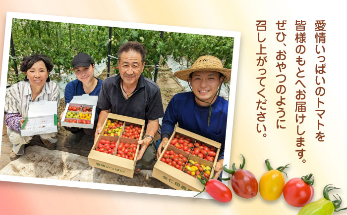【期間限定】熊本県産 減農薬栽培 トマト ミディトマト 詰め合わせ 30個セット+800g  食べ比べ ギフトセット 産地直送 とまと【矢仁田農園】 [YDE005]