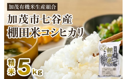 【令和7年産新米先行予約】新潟県加茂市 七谷産 棚田米コシヒカリ 精米5kg 《10月中旬から順次出荷》 白米 加茂有機米生産組合