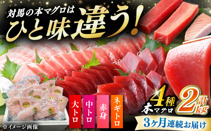 【全3回定期便】 対馬産 本マグロ 4種 計2kg（赤身/中トロ/大トロ/ネギトロ）《対馬市》【対海】 冷凍配送 大容量 新鮮 海鮮丼 手巻き寿司 [WAH034]