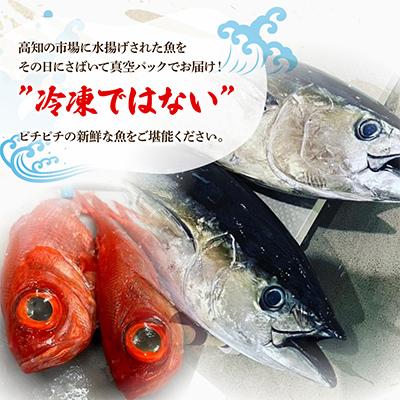 ふるさと納税 土佐市 【毎月定期便】違いの分かる鮮魚店店長おすすめ　高知のお魚定期便!! 全6回 |  | 01