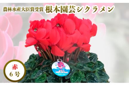 【先行予約】シクラメン レッド 6号鉢 花ギフト 根本園芸 | 福島県 南相馬市 農林水産大臣賞