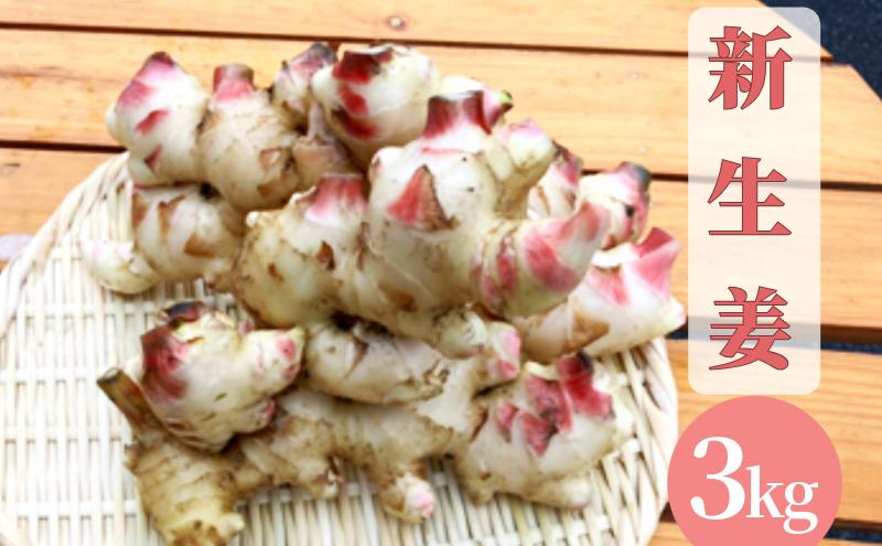 
                  【先行予約】 新生姜 3kg 生姜 しょうが ショウガ 野菜 薬味 スパイス 辛味 大生姜 さわやか 宮津市 京都府[№5716-0720]
                